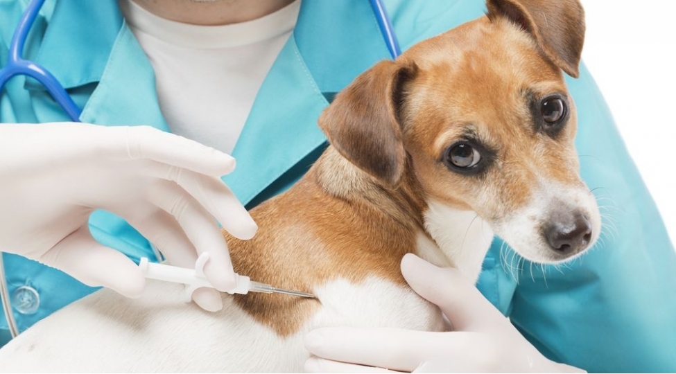 heyvanlar-uchun-ilk-vaksin-istehsal-olundu