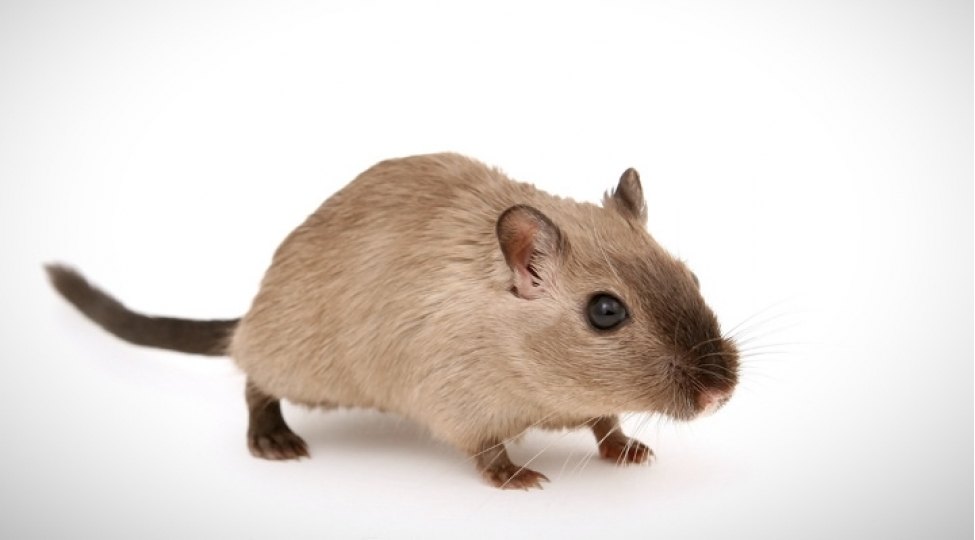 kosmosda-30-gun-qalan-sichanin-beyninde-neler-bash-verib