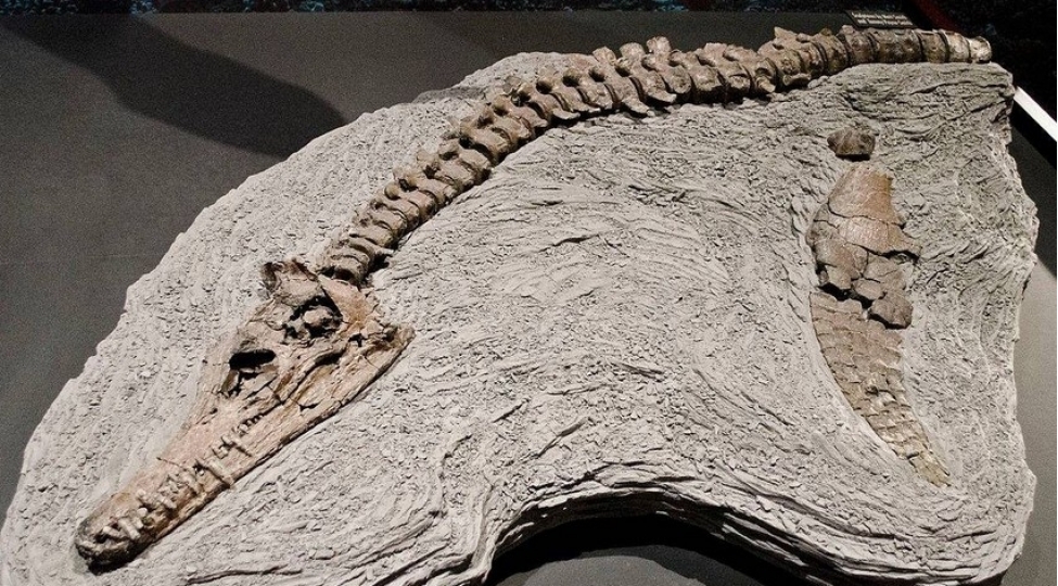 chinde-namelum-dinozavr-cinsinin-qaliqlari-tapilib