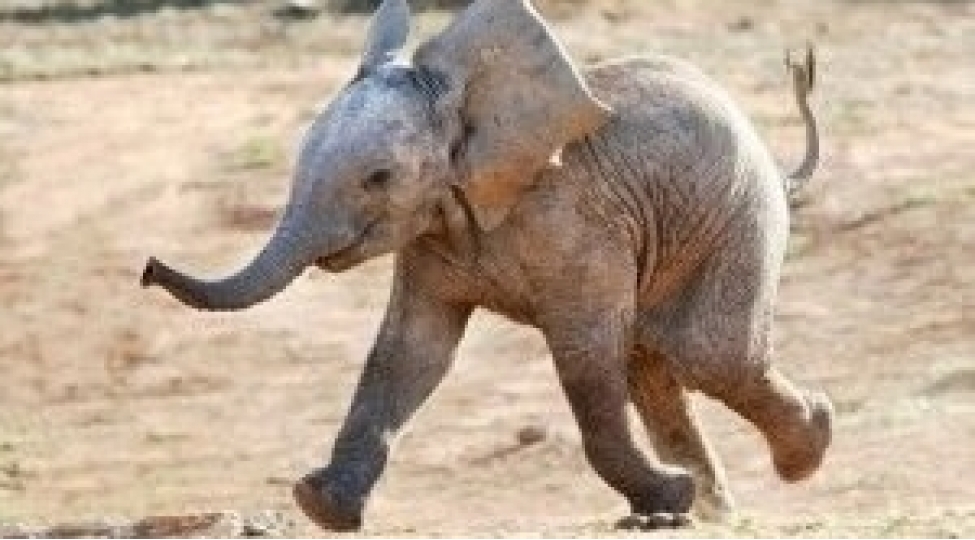 quyuya-dushen-fil-bele-xilas-olundu-video