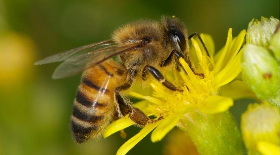 bal-arilari-koronavirusu-ashkar-ede-bilermi