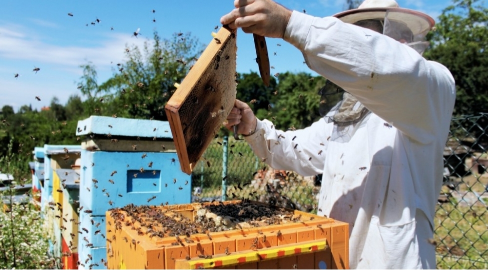 azerbaycan-arichilari-turist-qebul-etmeye-hazirlashir