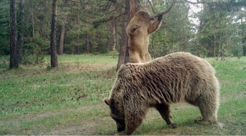 ayilarin-kendlere-enmemesi-uchun-gorun-ne-etdiler-fotovideo
