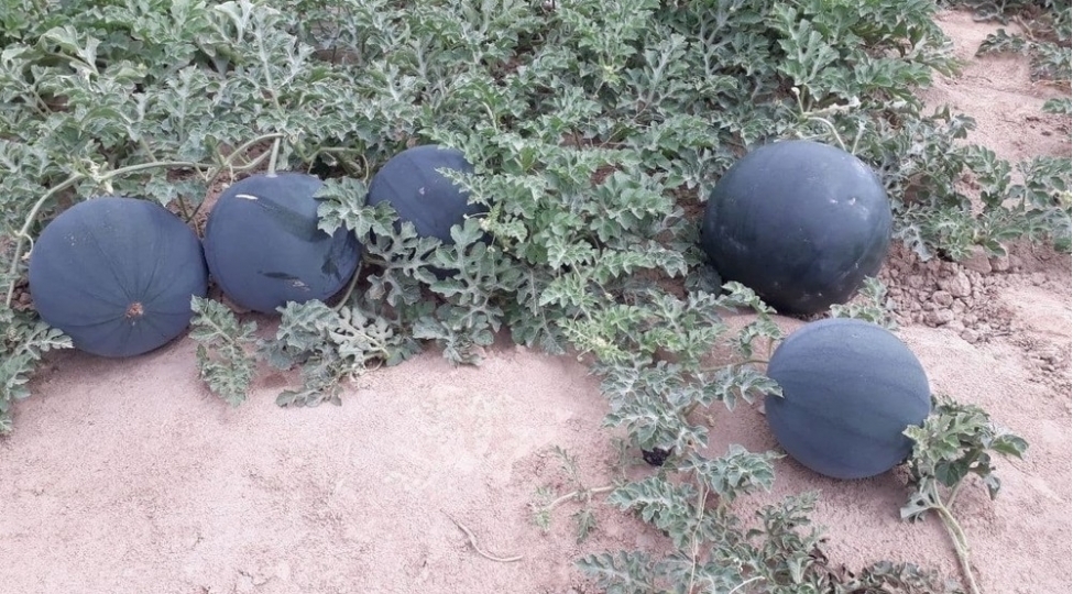 ozbekistanda-style-adli-yeni-nov-qara-rengli-tumsuz-qarpiz-yetishdirilib