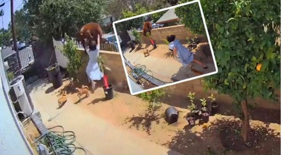 17-yashli-genc-qizdan-inanilmaz-cesaret-ayiya-qarshifotovideo