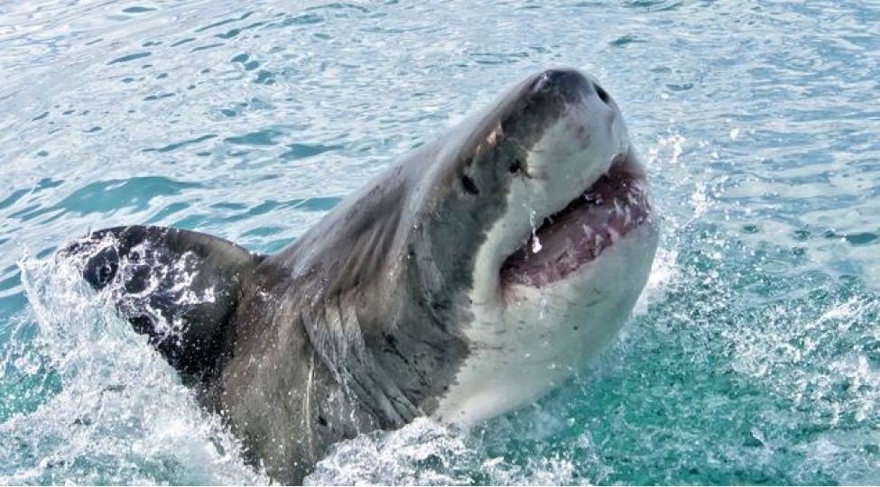 dunyanin-en-tehlukeli-16-chimerliyifoto