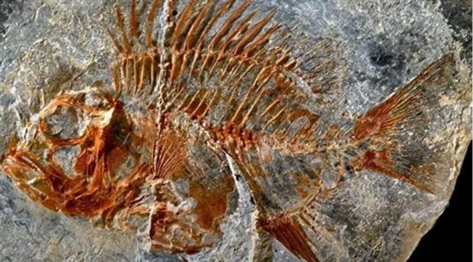 meksikada-95-milyon-illik-baliq-novunun-qaligi-tapilib