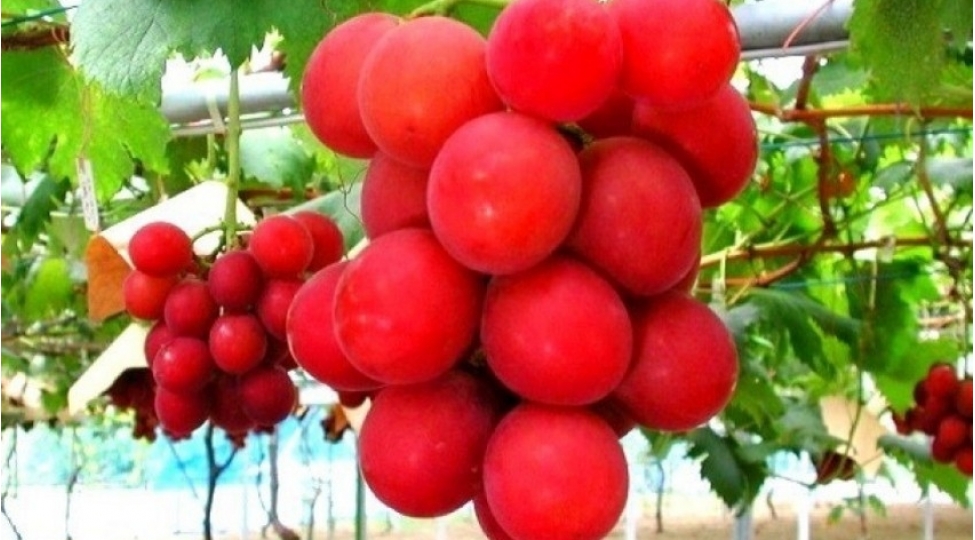 bir-salxim-uzum-127-min-dollara-satilib