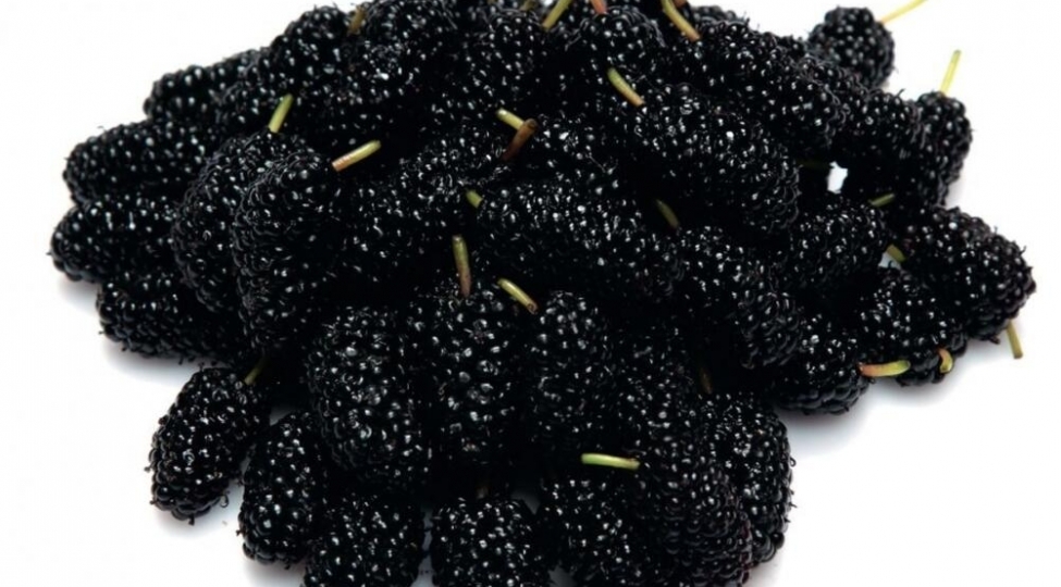 hem-xerchengden-qoruyur-hem-de-gencleshdirir