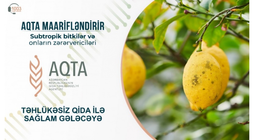 subtropik-bitkiler-ve-onlarin-zerervericileri-bilirdinizmi