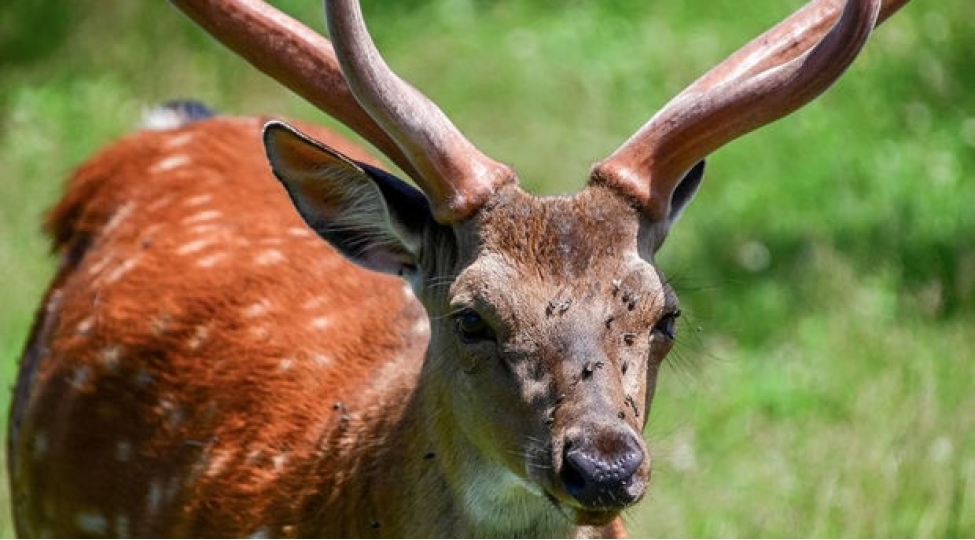 koronavirus-ilk-defe-vehshi-marallarda-tapildi