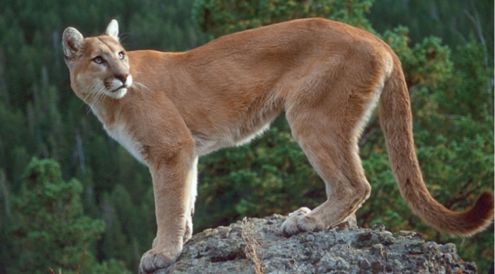 ana-yalin-ellerile-oglunu-yirticidan-xilas-etdi