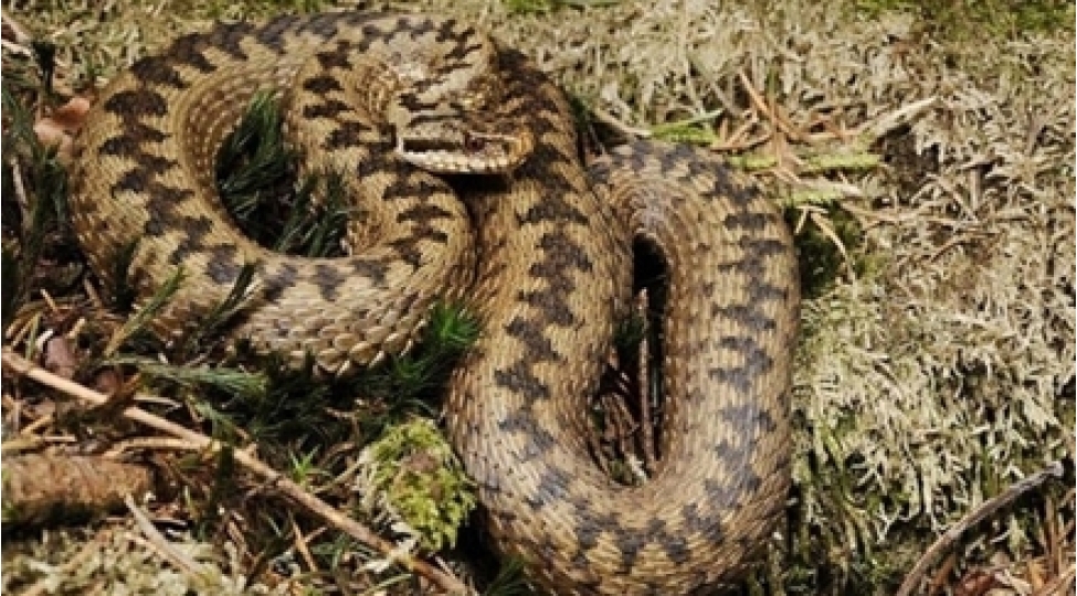 alimler-ilan-zeherinden-koronavirus-eleyhine-derman-hazirlayirlar