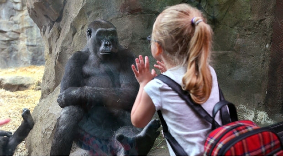 absh-da-heyvanlarin-koronavirusa-gore-vaksinasiyasina-bashlanilib