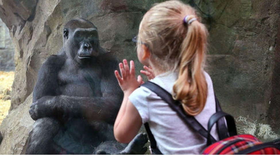 heyvanlarin-koronavirusa-gore-vaksinasiyasina-bashlanilib