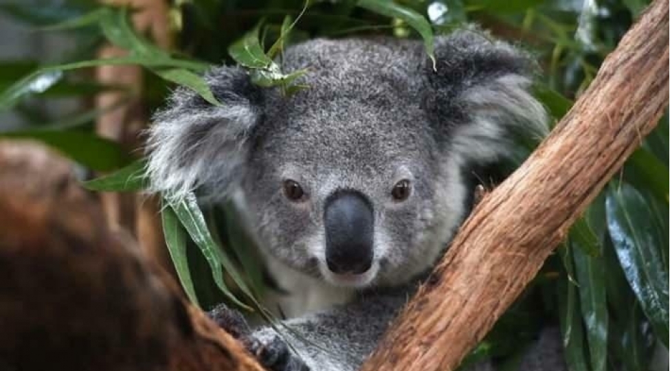 en-tenbel-canlilarin-heyati-tehlukede