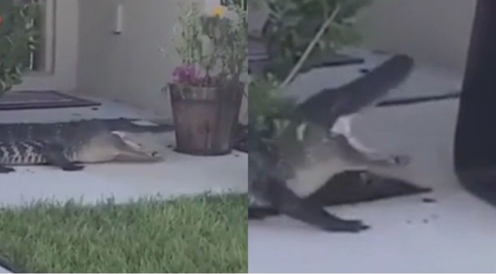 absh-li-zabit-timsahi-ram-etdi-video