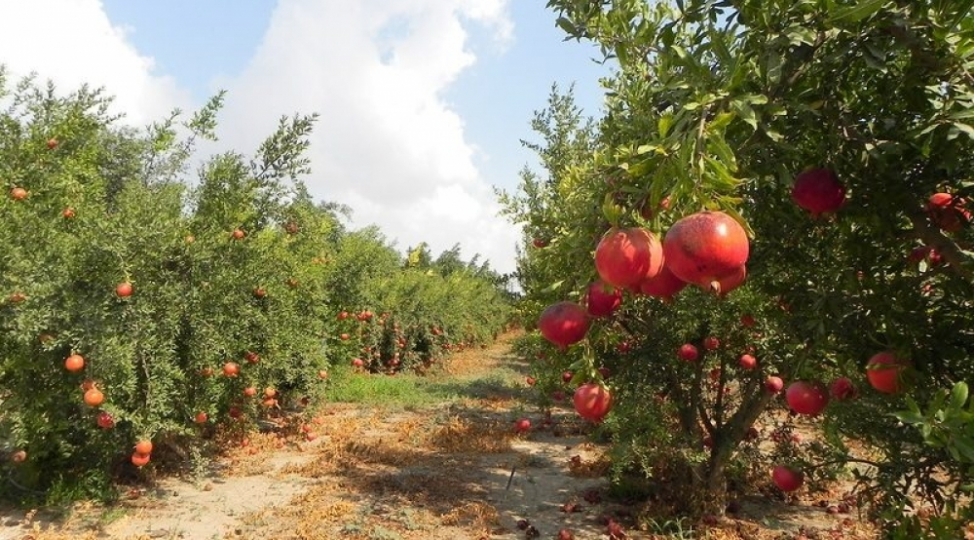 min-bir-derdin-dermani-nar