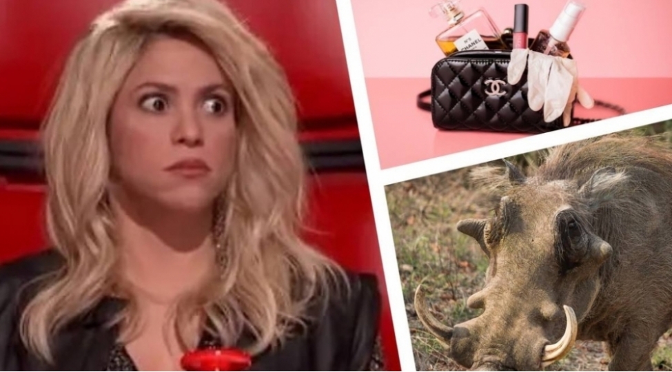 qabanlar-pop-ulduza-hucum-edib-foto