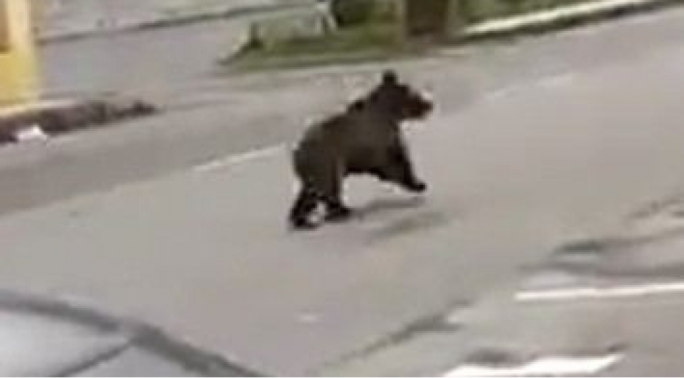 balakende-peyda-olan-ayi-sakinleri-qorxuya-saldi