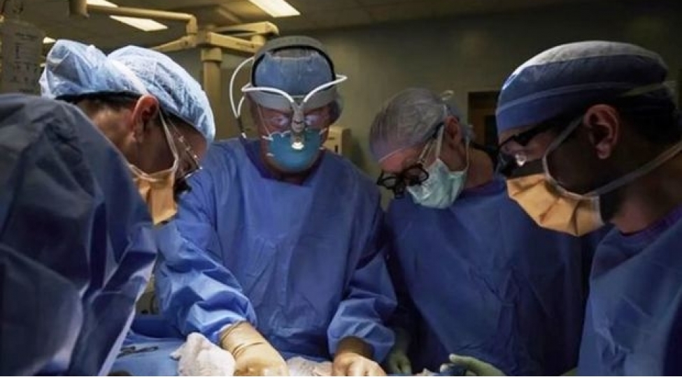 absh-da-donuz-boyreyi-insana-kochuruldu