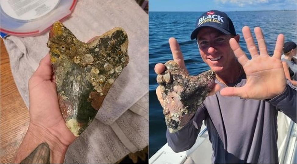 okeanin-dibinde-22-milyon-yashli-kopekbaligi-dishi-tapildi