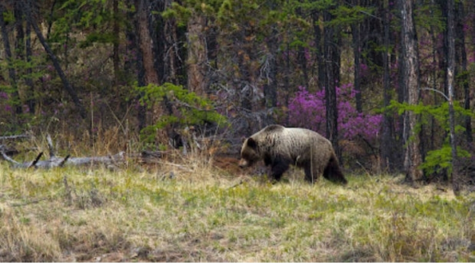 tayqaya-sham-qozasi-yigmaga-geden-qadin-ayi-ile-qarshilashdi