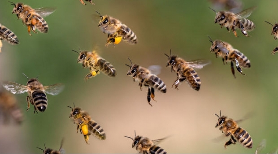 bal-arilari-da-xestelik-zamani-sosial-mesafeye-riayet-edir