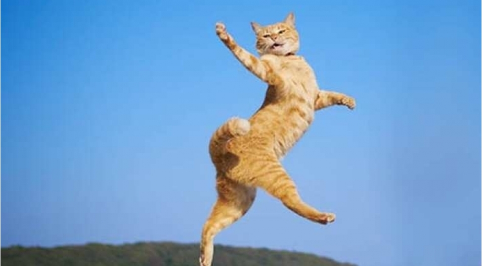 hansi-heyvanin-dishlemesi-daha-tehlukelidir-foto