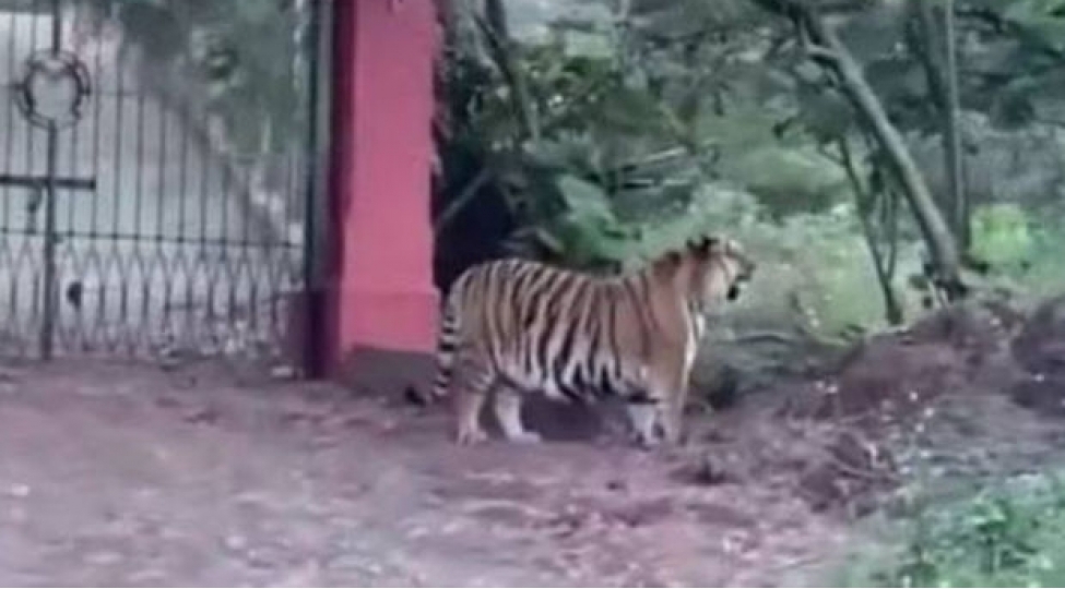 yashayish-mekaninda-gorunen-peleng-yerli-sakinler-arasinda-teshvish-yaradib