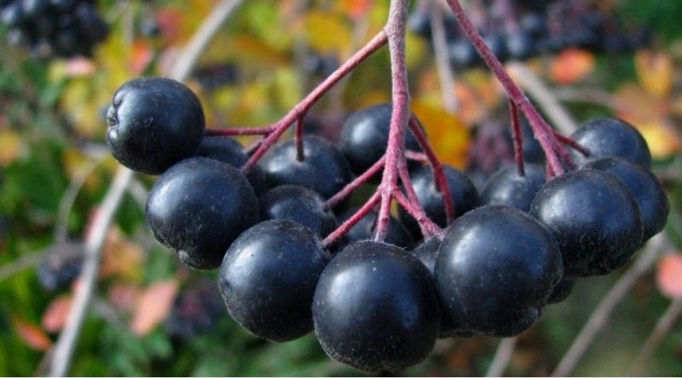 koronavirusa-qarshi-tebii-qida-97-faiz-virusu-mehv-edir