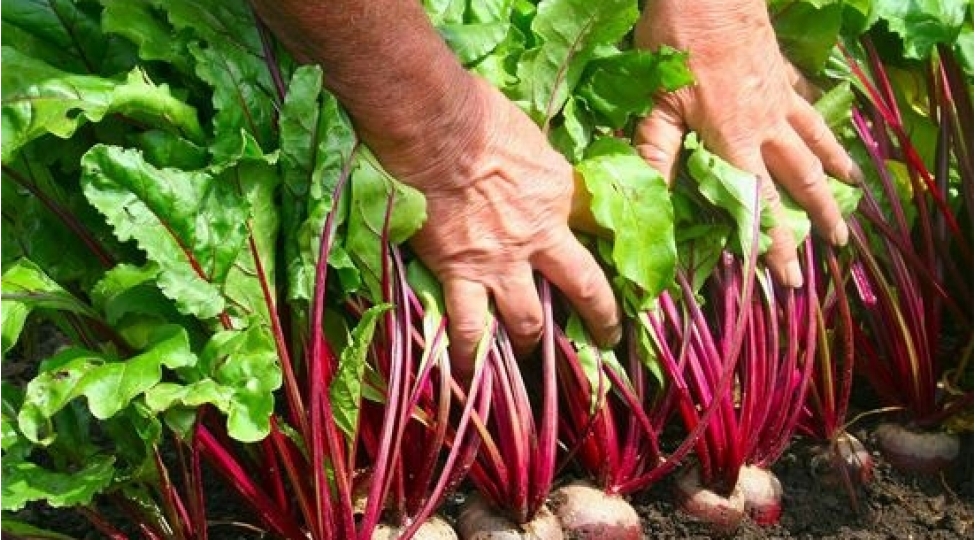 bu-yarpaqlar-urek-ve-qaraciyer-uchun-chox-faydalidir