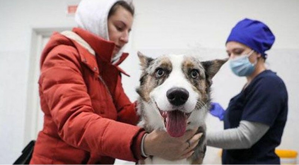 heyvanlar-uchun-de-koronavirus-vaksini