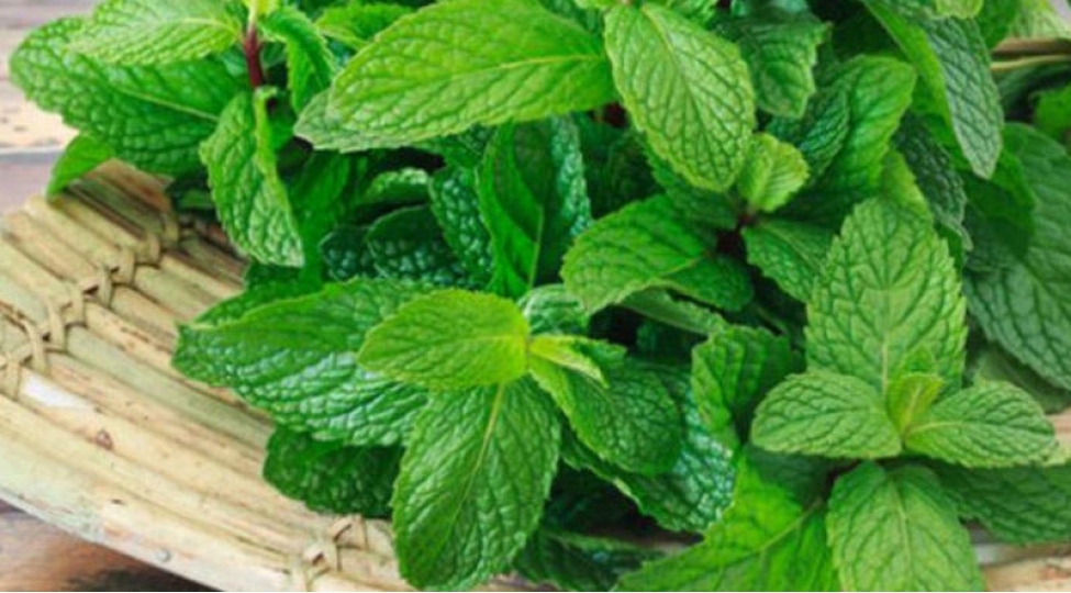 naneninshefaverici-gucu