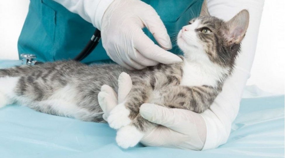 pishiklerin-qaninda-tehlukeli-virus-ashkarlandi