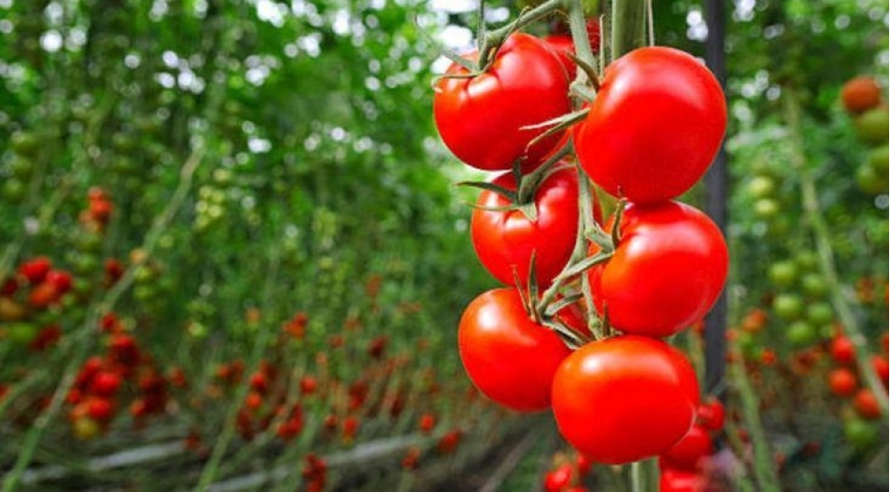 pomidor-insult-riskini-59-faiz-azaldir-foto