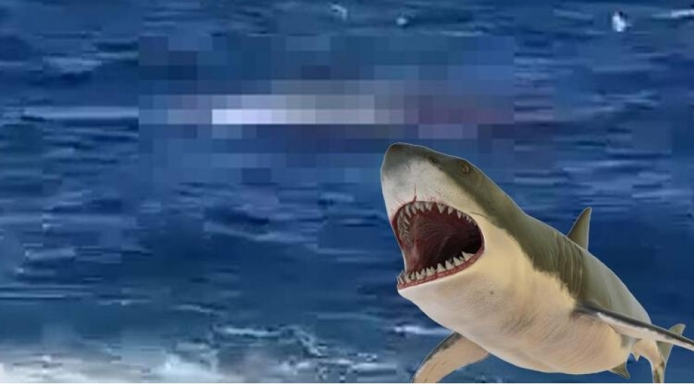 60-il-sonra-ilk-kopek-baliginin-hucumundan-oldu