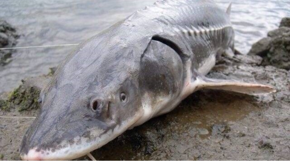 dagistanli-alim-barxalov-xezerde-bu-baliqlar-yox-ola-biler