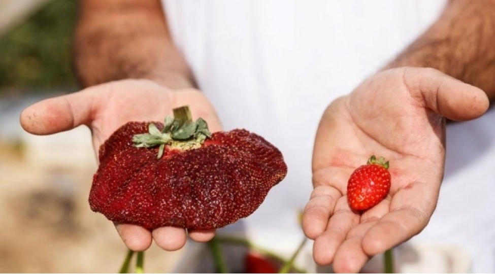 dunyanin-en-boyuk-chiyeleyi-foto