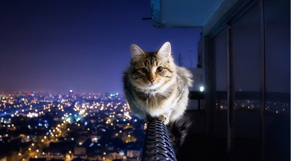 rusiyadaki-pishikler-de-sanksiya-qurbani-oldu