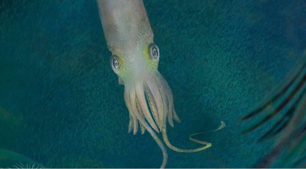 nadir-qanichen-kalmara-bayden-adi-verildi