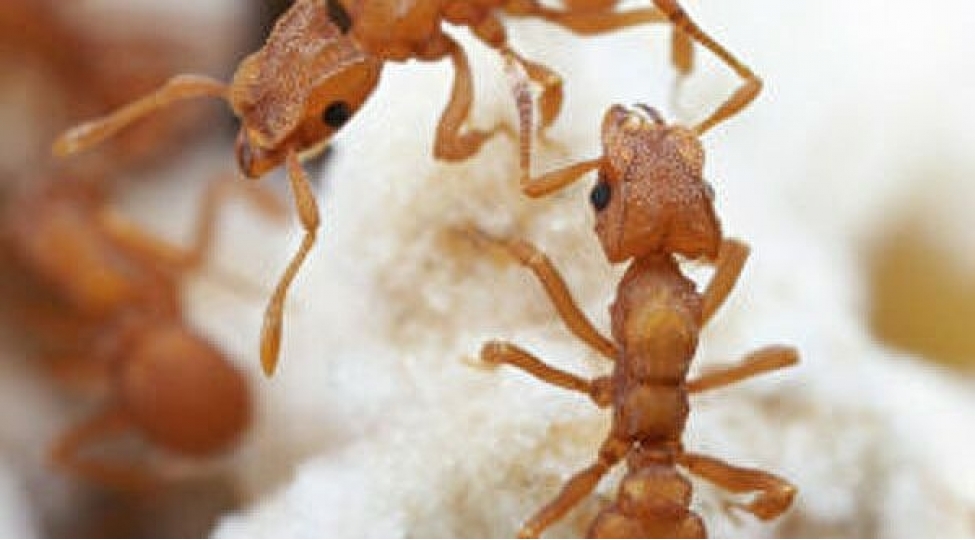 qarishqalar-insan-bedenindeki-shishleri-ashkar-edecek