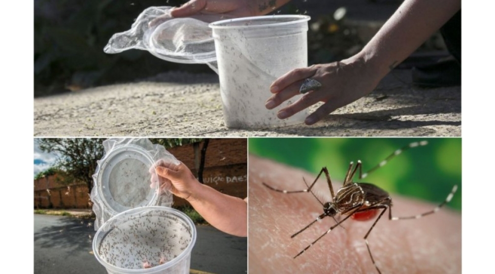 tebiete-geni-deyishdirilmish-2-milyard-agcaqanad-buraxilacaq