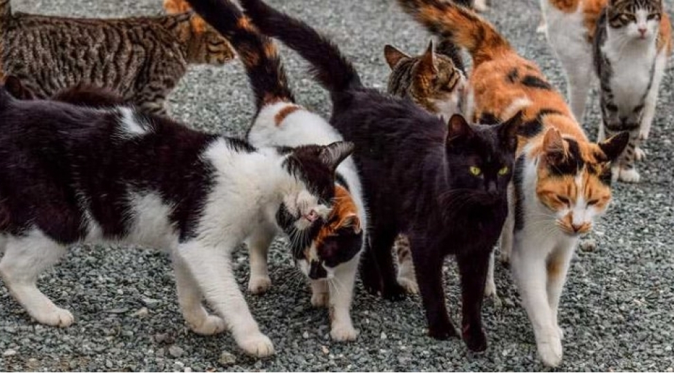 amerikali-qadin-oz-pishiklerine-ogurluq-etmeyi-oyredib-foto