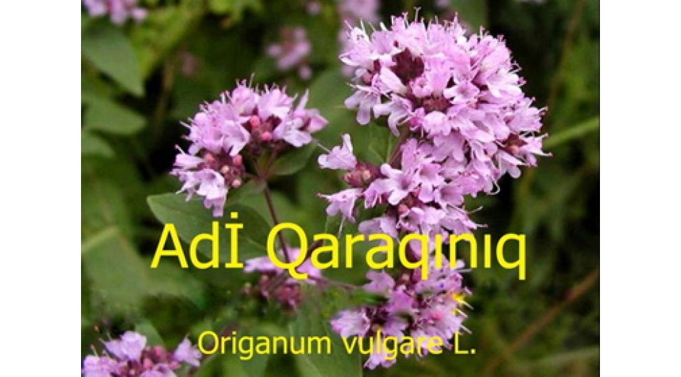 qaraqiniq-bitkisinin-faydalari