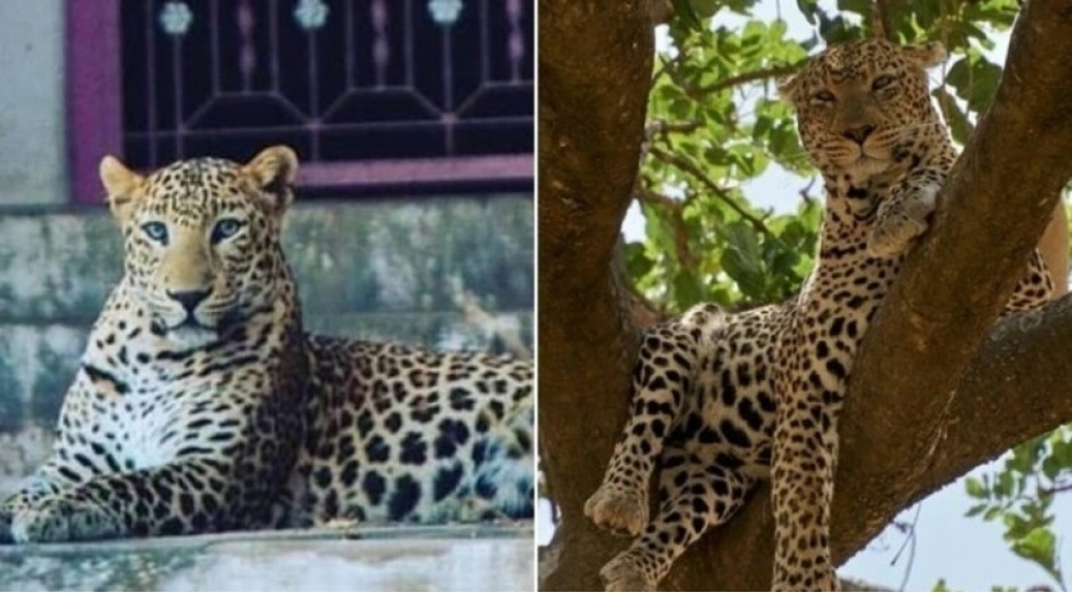 yirtici-heyvanla-insanin-harmoniyada-yashadigi-yegane-yer-fotovideo