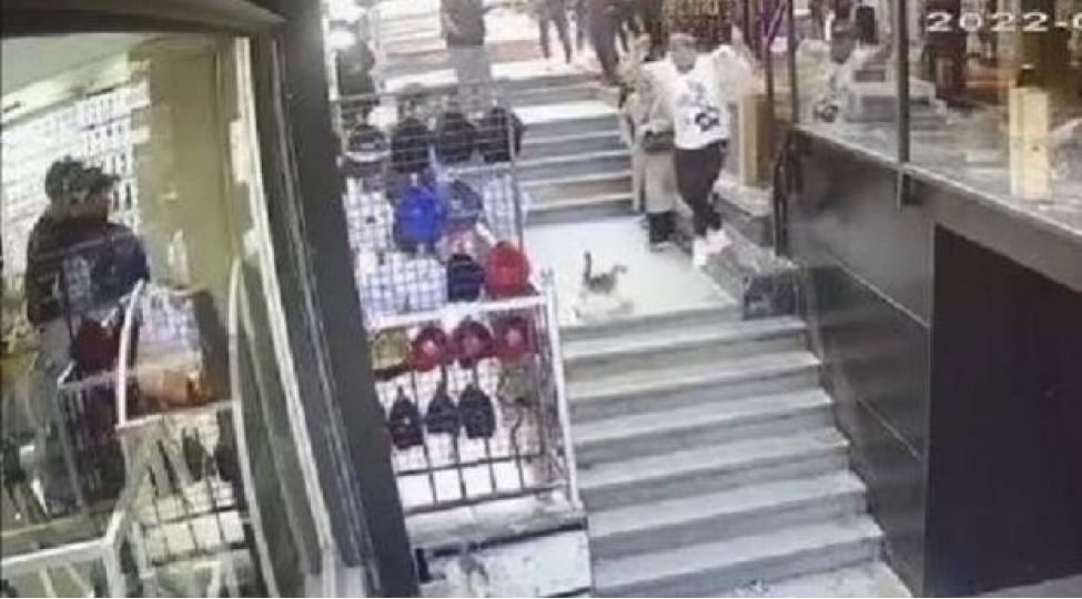 pishik-it-ve-sahibine-hucum-edib