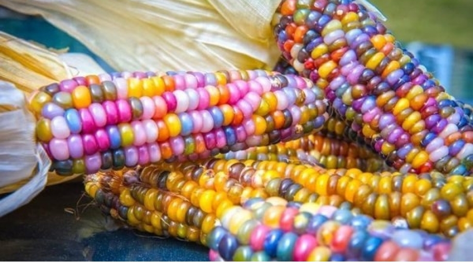 dunyada-az-adamin-sinadigi-nadir-mehsullar