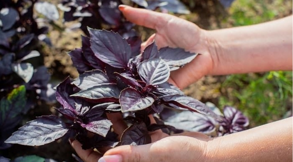 nevroz-ve-esebi-olanlar-bu-goyertini-chox-yesin