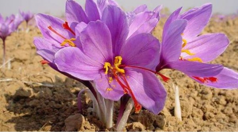 qizili-bele-geride-qoyanlar-foto